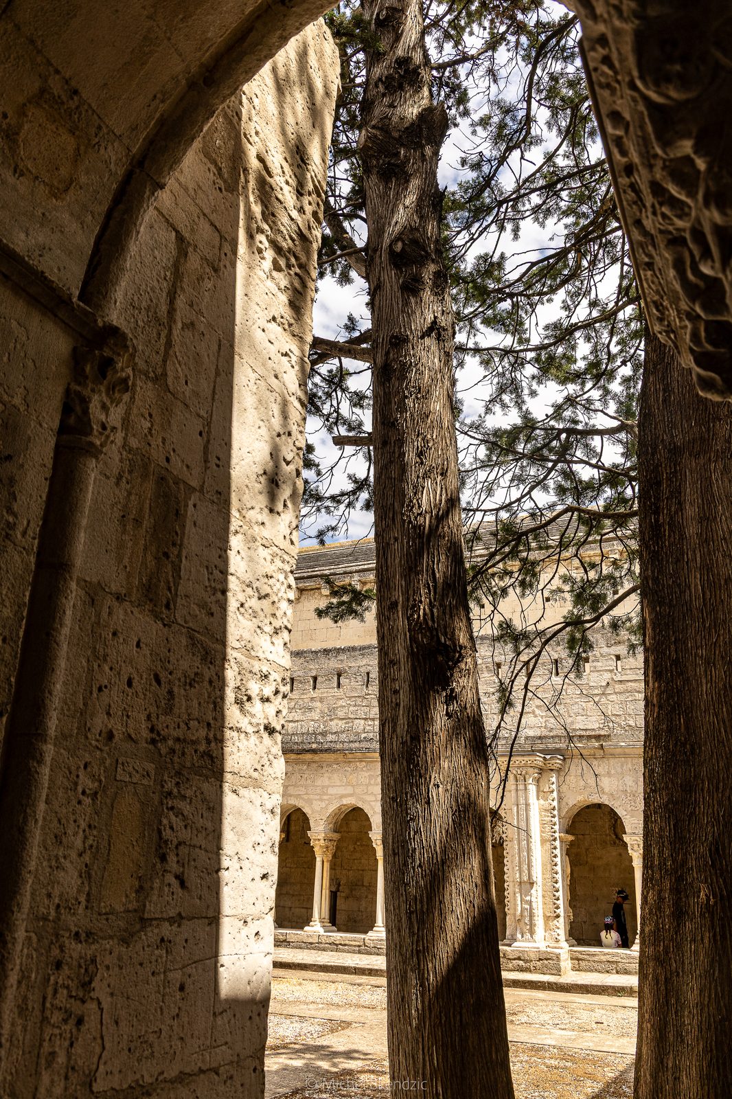 Cyprès du cloître